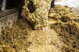 Up to £20/t added to livestock rations