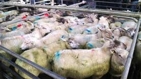 Lamb prices increase by €3 to €5/head