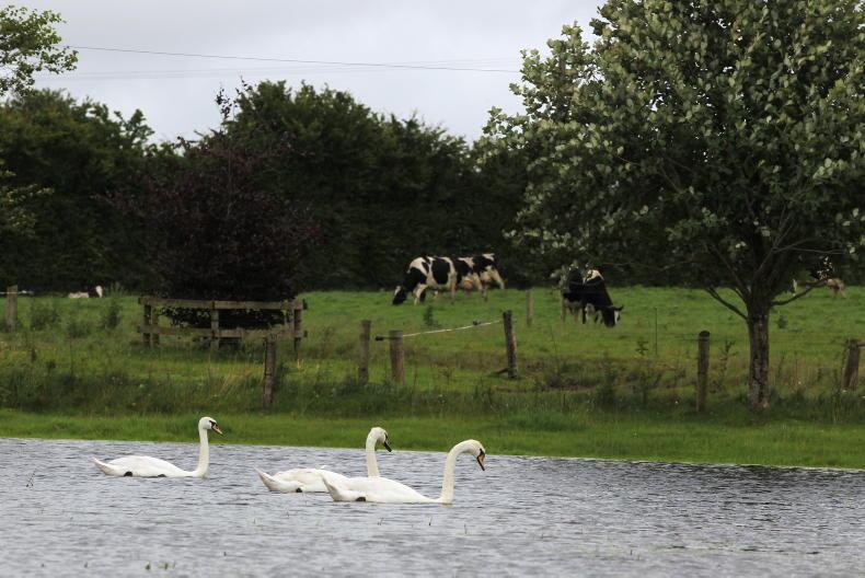 Forage option on cards for farms with ACRES geese and swan lands