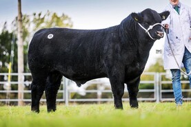 Jam-packed weekend of pedigree cattle sales ahead