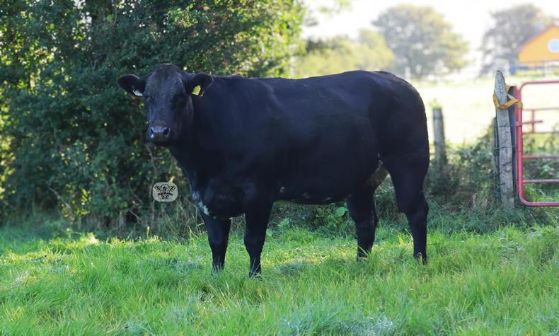 Quality Belgian Blue-cross springer to be auctioned for Cancer Care West