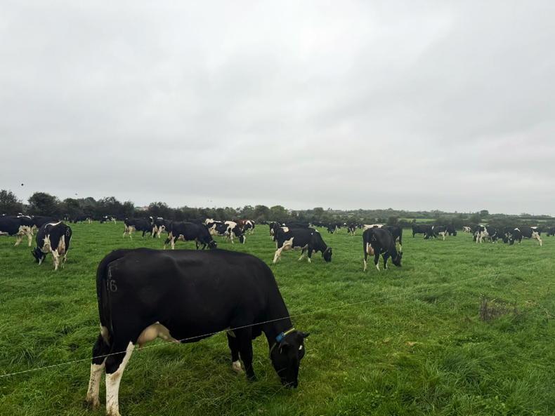 Dairy Management: time to start closing up paddocks despite strong grass growth