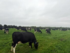 Dairy Management: time to start closing up paddocks despite strong grass growth
