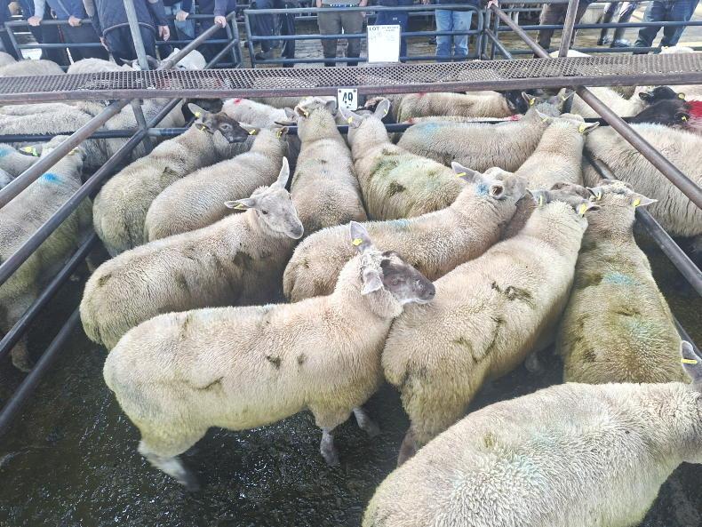 Cull ewes sell to €290 while lambs top at €200 in Roscommon Mart