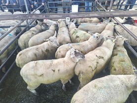 Cull ewes sell to €290 while lambs top at €200 in Roscommon Mart