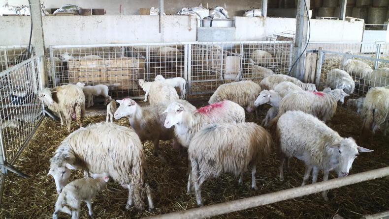 Spain tops EU farmgate lamb price at over €10/kg