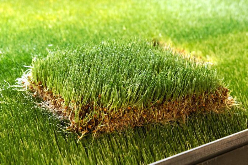 Wheat nearly ripe on space station