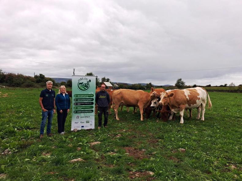 150 heifers entered in organic breeding sale