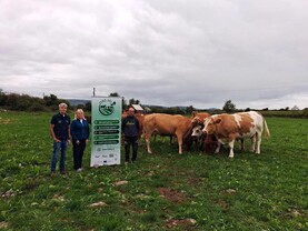 150 heifers entered in organic breeding sale