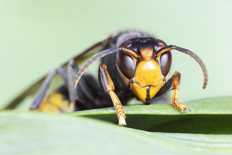 Intensive operation underway in Cork to locate Asian hornet nest