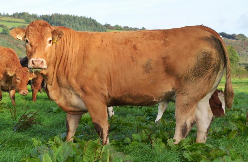 Top-class breeding heifer sale destined for Carnew