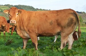 Top-class breeding heifer sale destined for Carnew