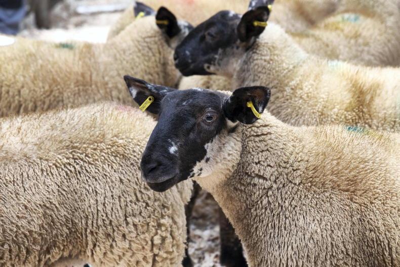 IFA seek increase in sheep scheme payment to €23/ewe