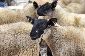 IFA seek increase in sheep scheme payment to €23/ewe