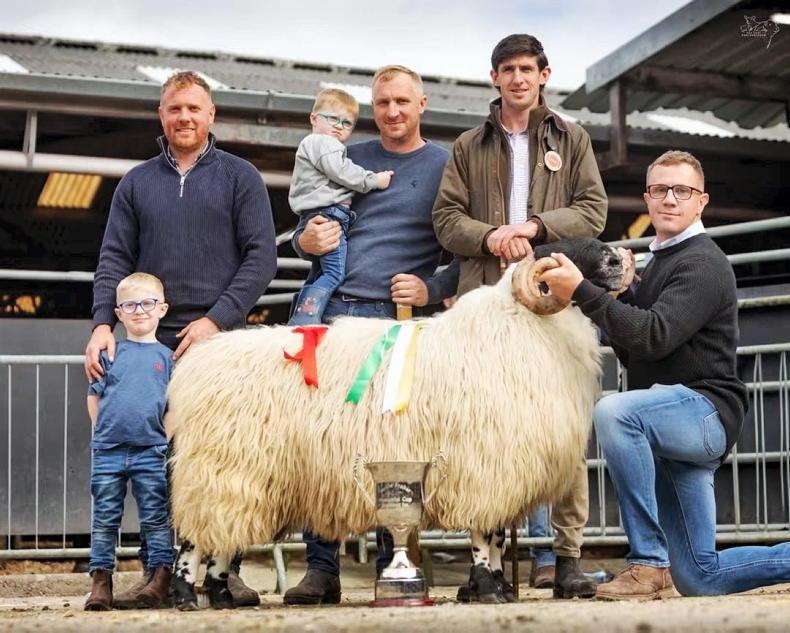 Whelan family set new record price of €10,450 for Perth longwool shearling ram