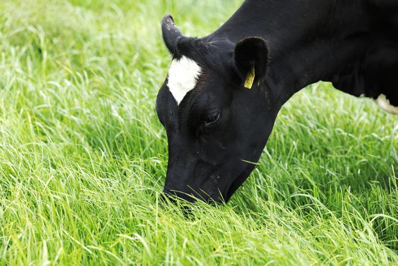 Vet explains why lush autumn grass may not be as good for cows as it looks