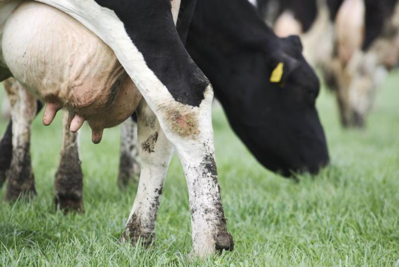 Shamonda virus confirmed on two Cork dairy farms