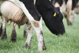 Shamonda virus confirmed on two Cork dairy farms