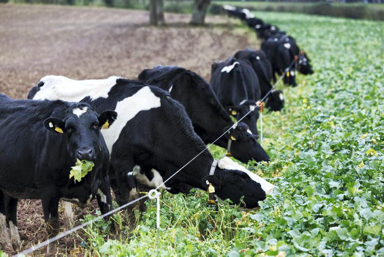 Key tips on managing forage crops this winter