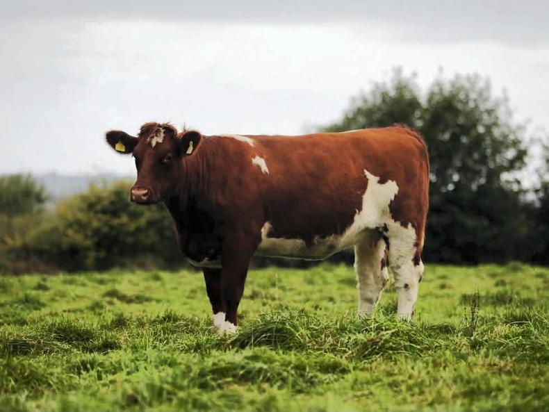In-calf heifer tops Shannonside Shorthorn breeders sale
