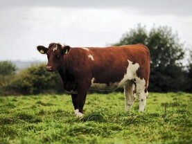 In-calf heifer tops Shannonside Shorthorn breeders sale
