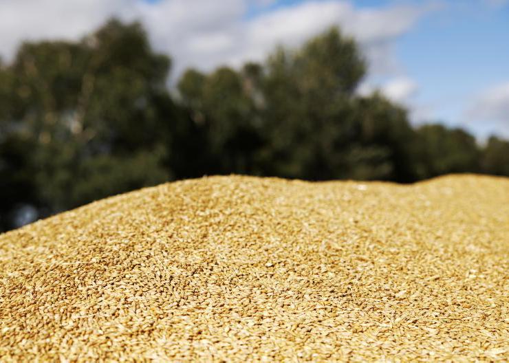 Farmer views: Grain prices not 'an answer to our problems'