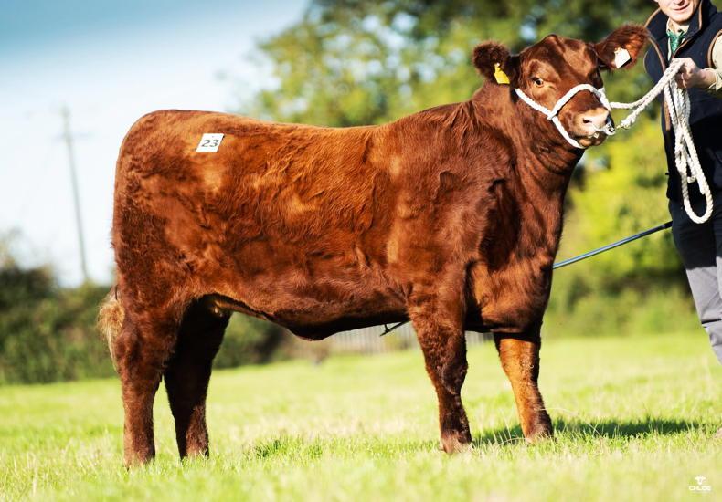 Red heifer hits bullseye in Angus Extravaganza