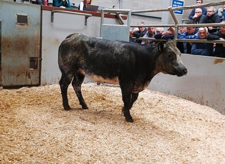 Lively trade  for sucklers at Markethill