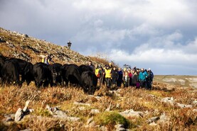Burren winterage cattle drive to take place on October bank holiday weekend