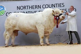 Victorious leads Swatragh Charolais charge at 14,000gns