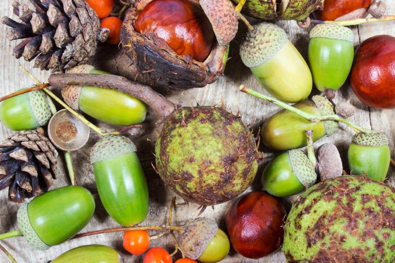 Gardening with Mary: from little acorns to great oaks