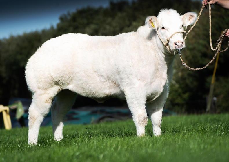 Stunning white heifer tops colossal Kilcombe sale
