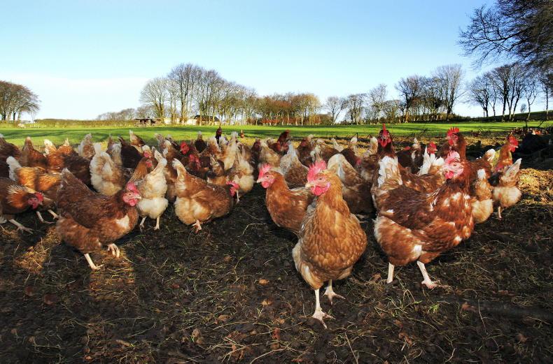 Farmer warns others after nearly 200,000 hens culled in bird flu outbreak