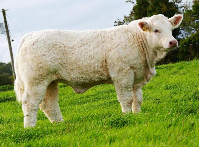 Cavan breeders splash out in Goldstar Charolais sale