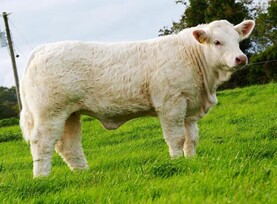Cavan breeders splash out in Goldstar Charolais sale