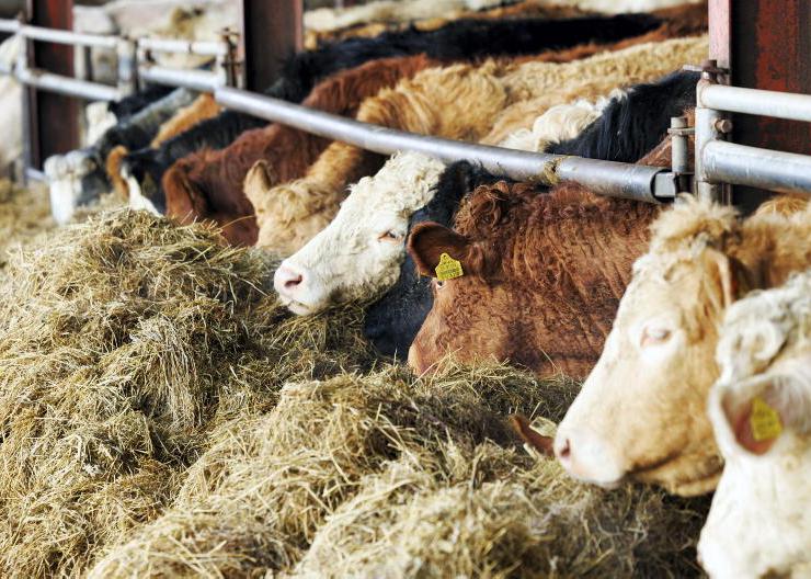 Balancing silage quality and concentrates for optimum growth