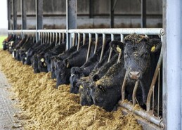 
Grass growth takes most farmers out of fodder deficit