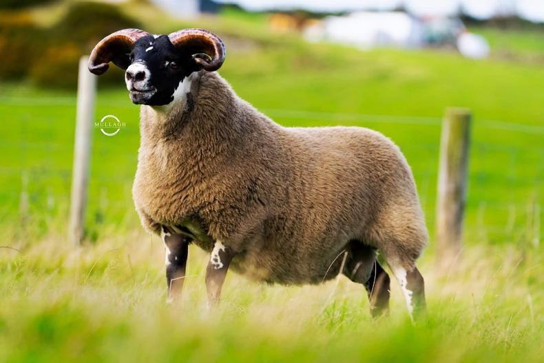 New sale record for blackface ram lamb at Ballymena