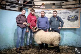 Blackface ram sells for €3,750 as 568 go under the hammer