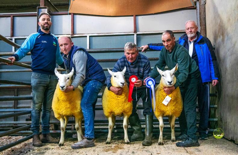 Cheviot ram makes €3,150 as Donegal average matches last year exactly