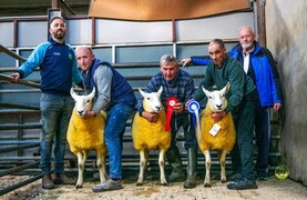 Cheviot ram makes €3,150 as Donegal average matches last year exactly
