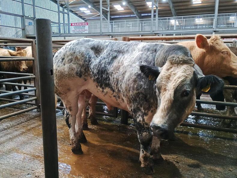 Bullocks sell to £3,700 at Markethill