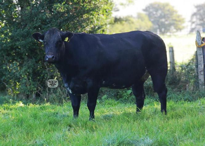 Donated cattle raising funds for key charities in Ballina and Thurles