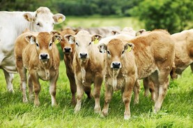Budget 2027: funding for livestock schemes unchanged 