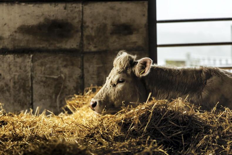 Four new counties hit with bluetongue as disease spreads west and north