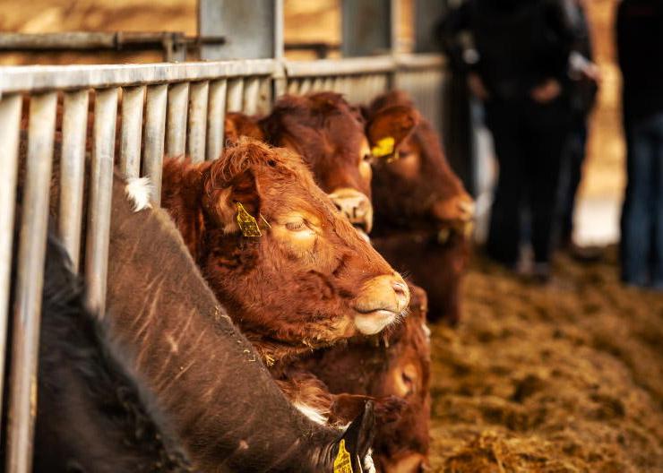 Small fodder surplus on Tullamore Farm