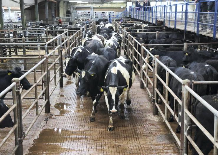 Good grazing conditions slow dry cow sales