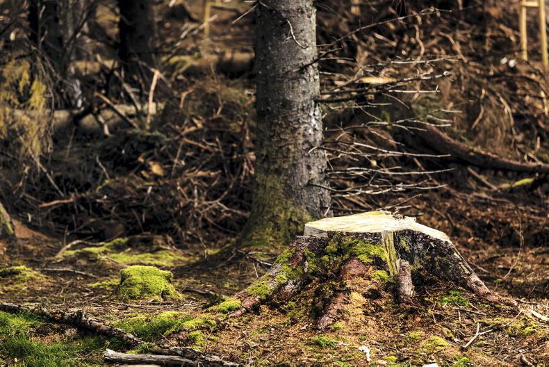 Forestry budget rises by €3.26m as industry questions claims of progress