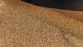 Grain Trends: prices up this week as farmers plant