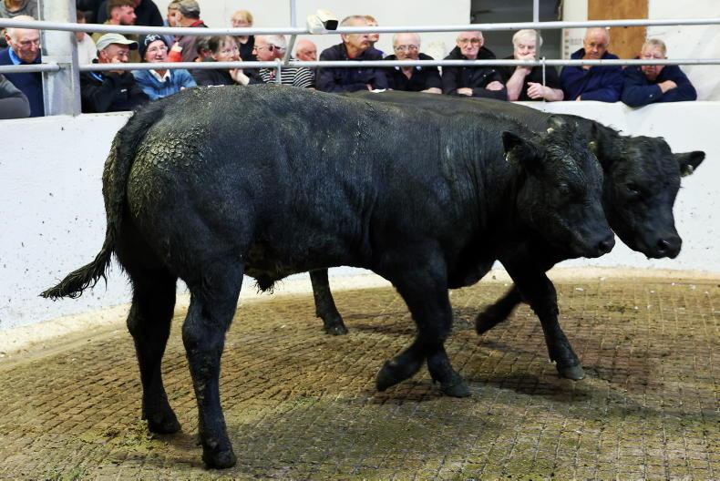 MartBids Database: weanlings rise slightly but heavy heifers stickier